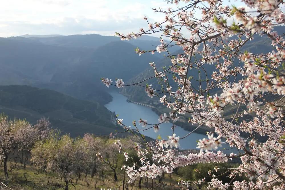 Pela Rota das Amendoeiras em Flor