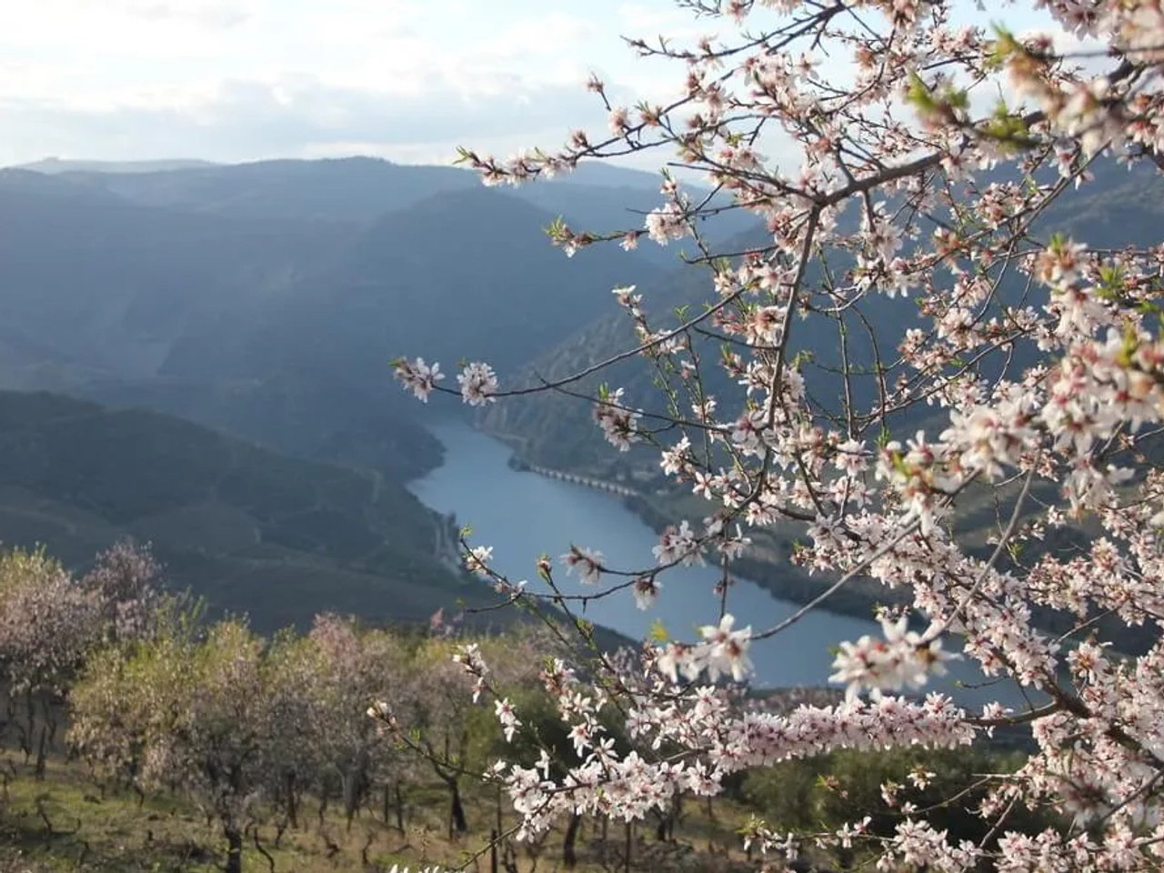 socalcos do douro com amendoeiras em flor