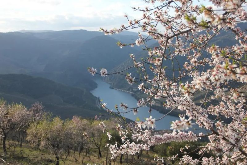 Pela Rota das Amendoeiras em Flor