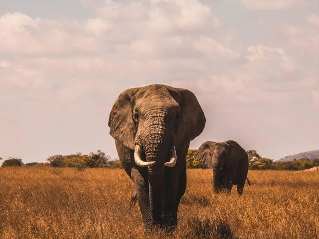 safari con elefantes