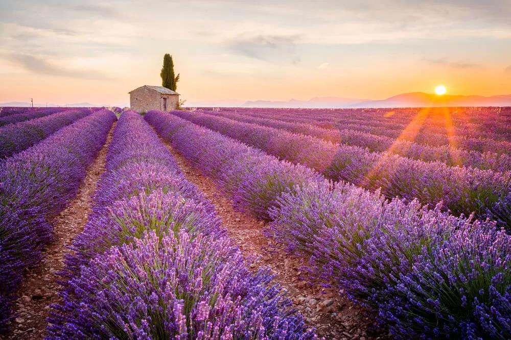 campos de lavanda do planalto de valensole