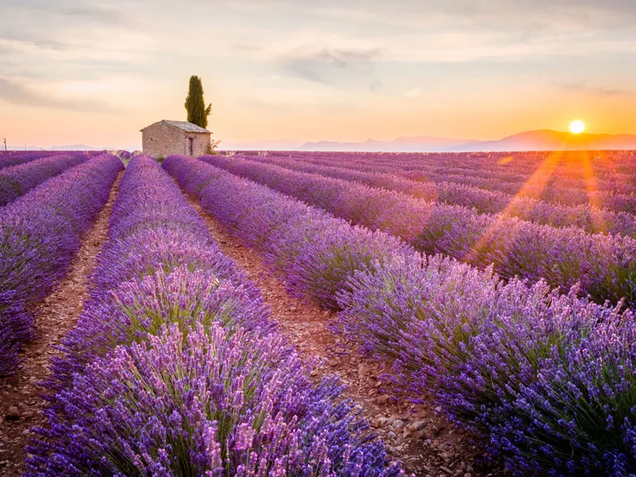 campos de lavanda do planalto de valensole