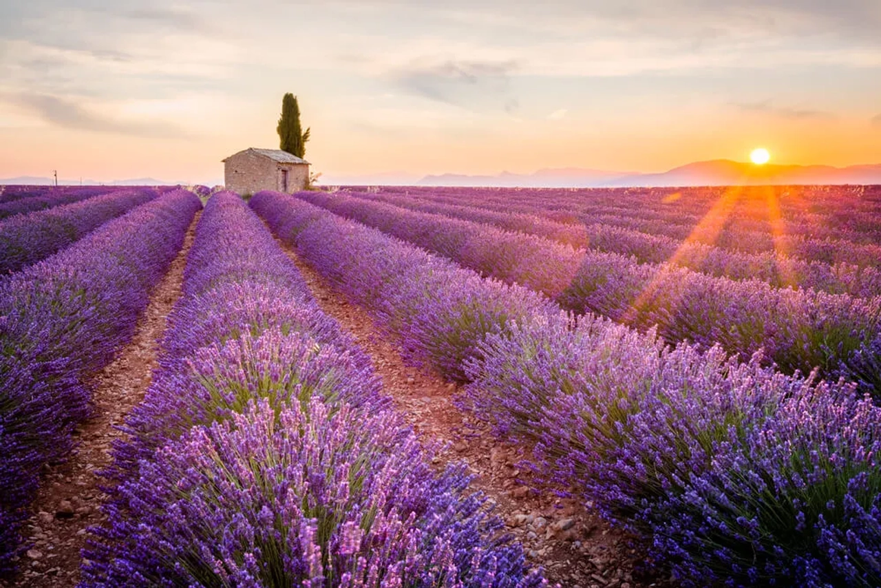 campos de lavanda do planalto de valensole