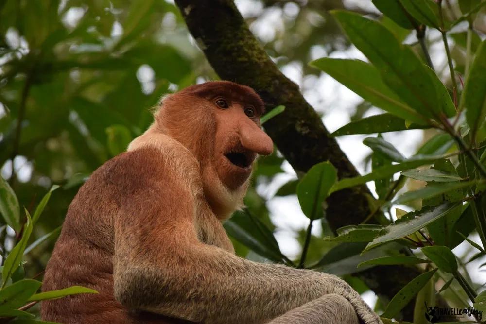 podcast y respesto a los animales durante los viajes