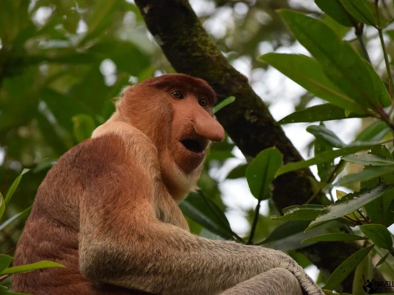 podcast y respesto a los animales durante los viajes