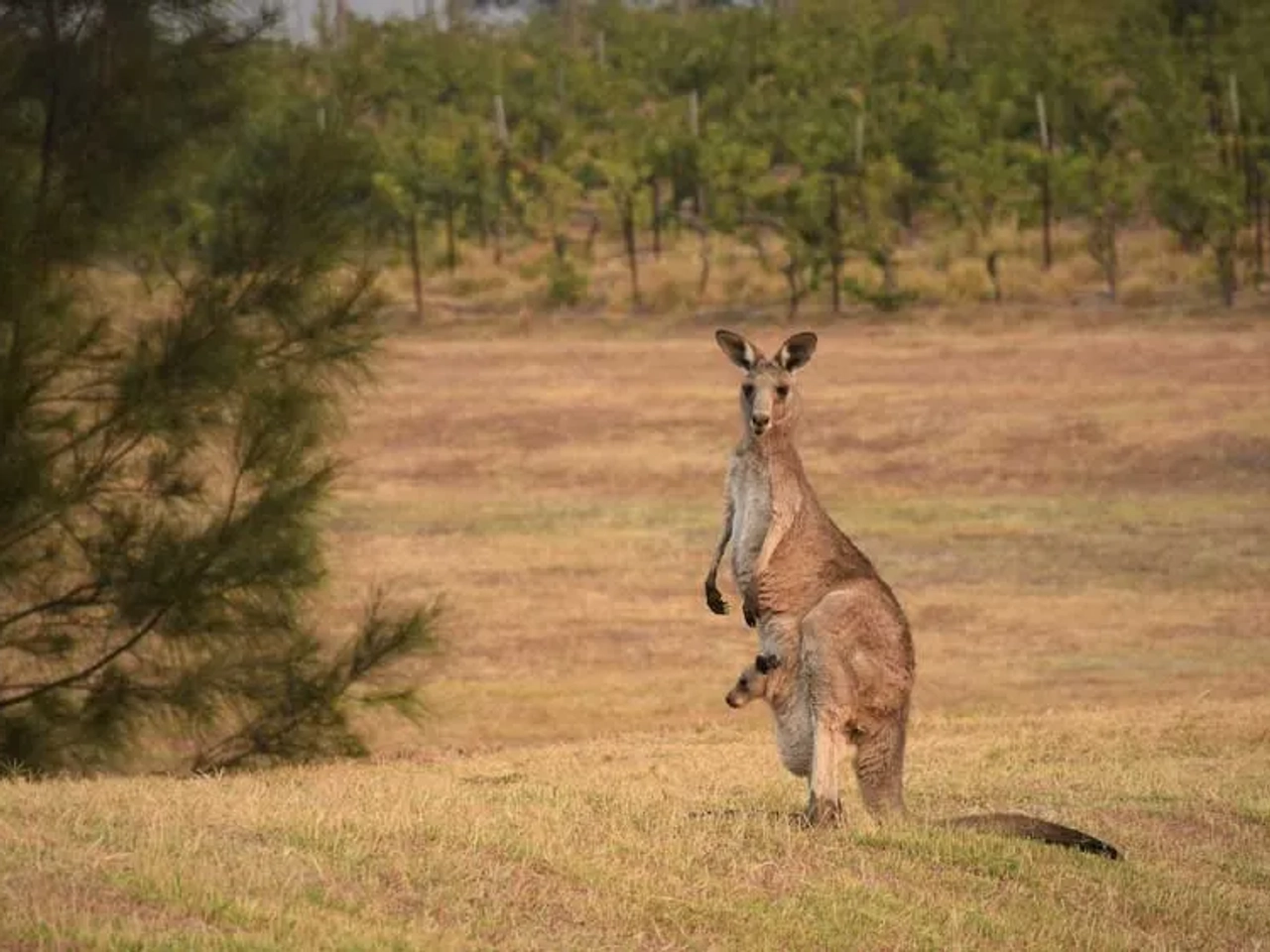 itinerario de viaje a Australia
