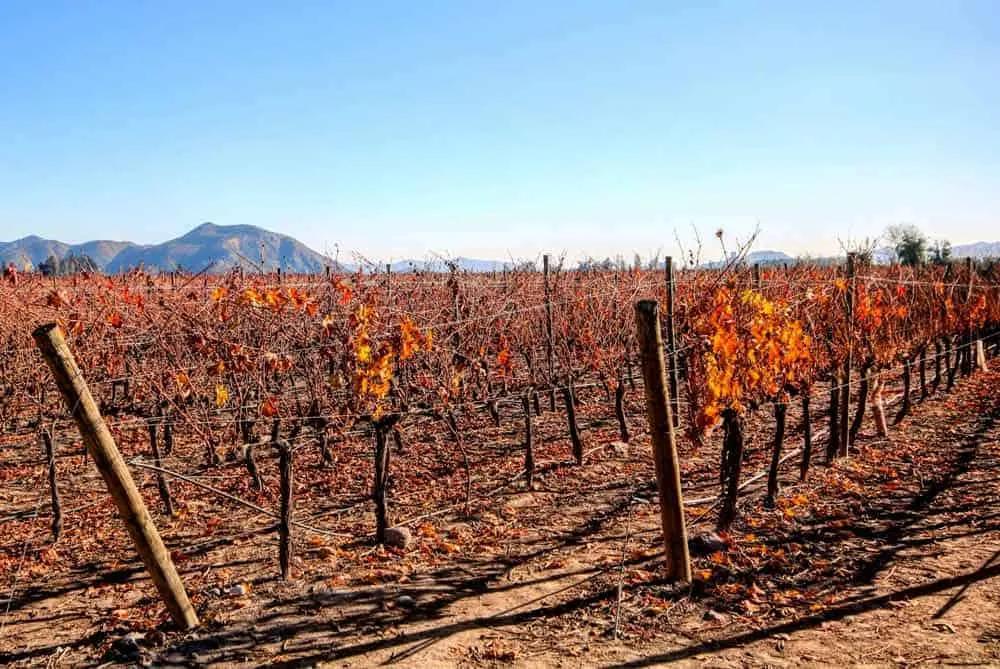 Viñedos de Chile