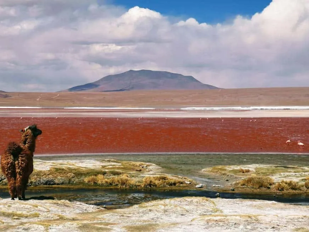 Reserva Nacional de Fauna Andina Eduardo Avaroa