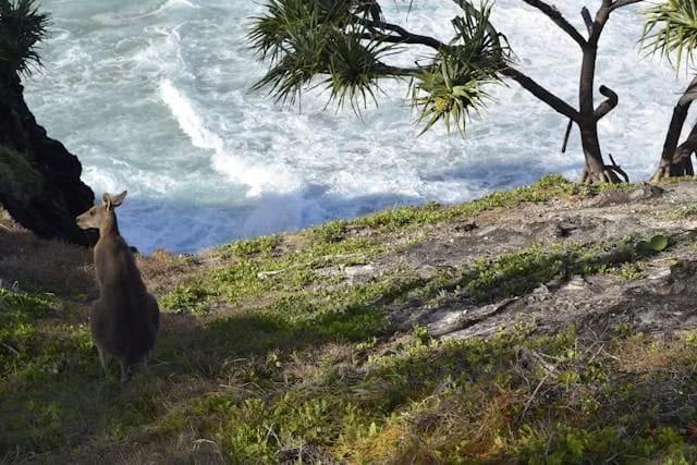 Canguru em um penhasco, com vista para o mar e vegetação ao redor.