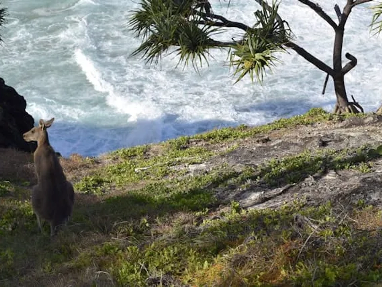 Canguru em um penhasco, com vista para o mar e vegetação ao redor.