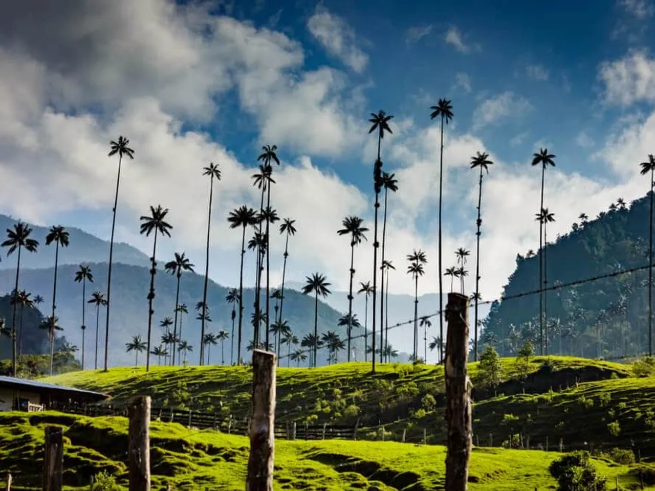 palmeiras no valle de cocora