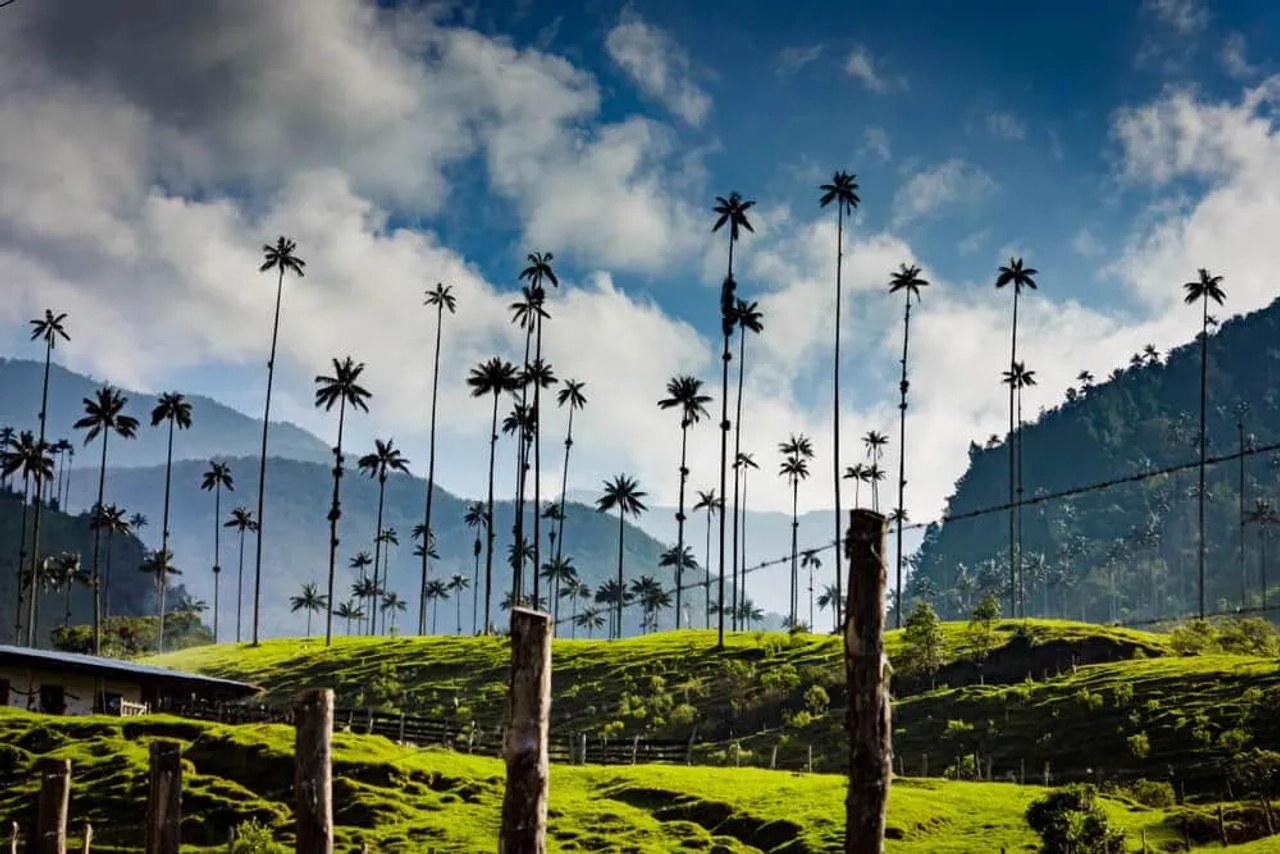 palmeiras no valle de cocora