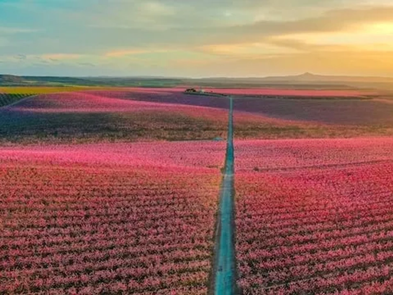 paisagem das flores de cerejeira em lleida aitona