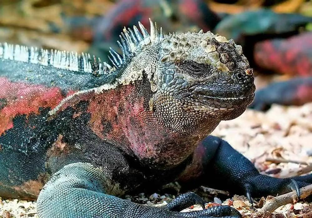 Qué se necesita para viajar a Ecuador desde España en 2025