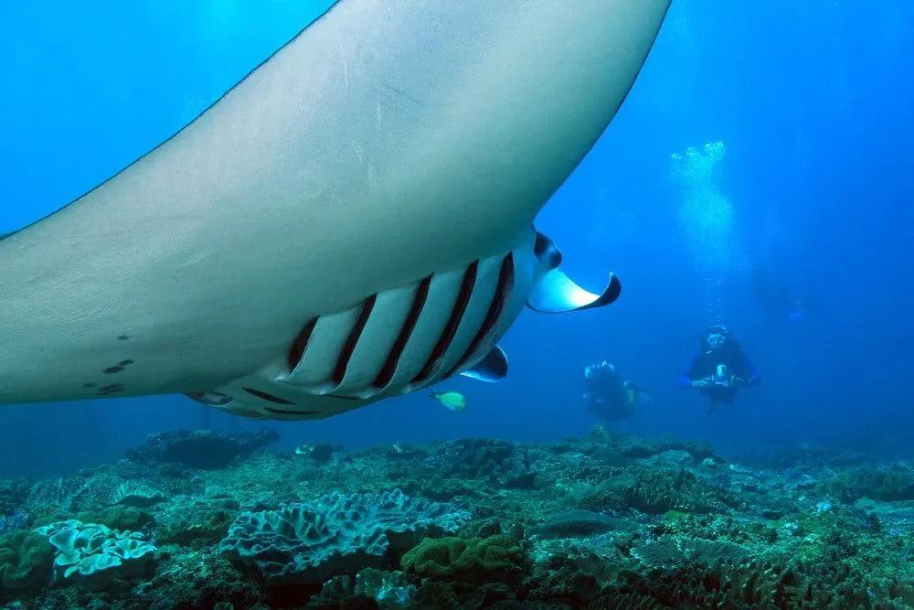 bucear en Indonesia con mantas y rayas