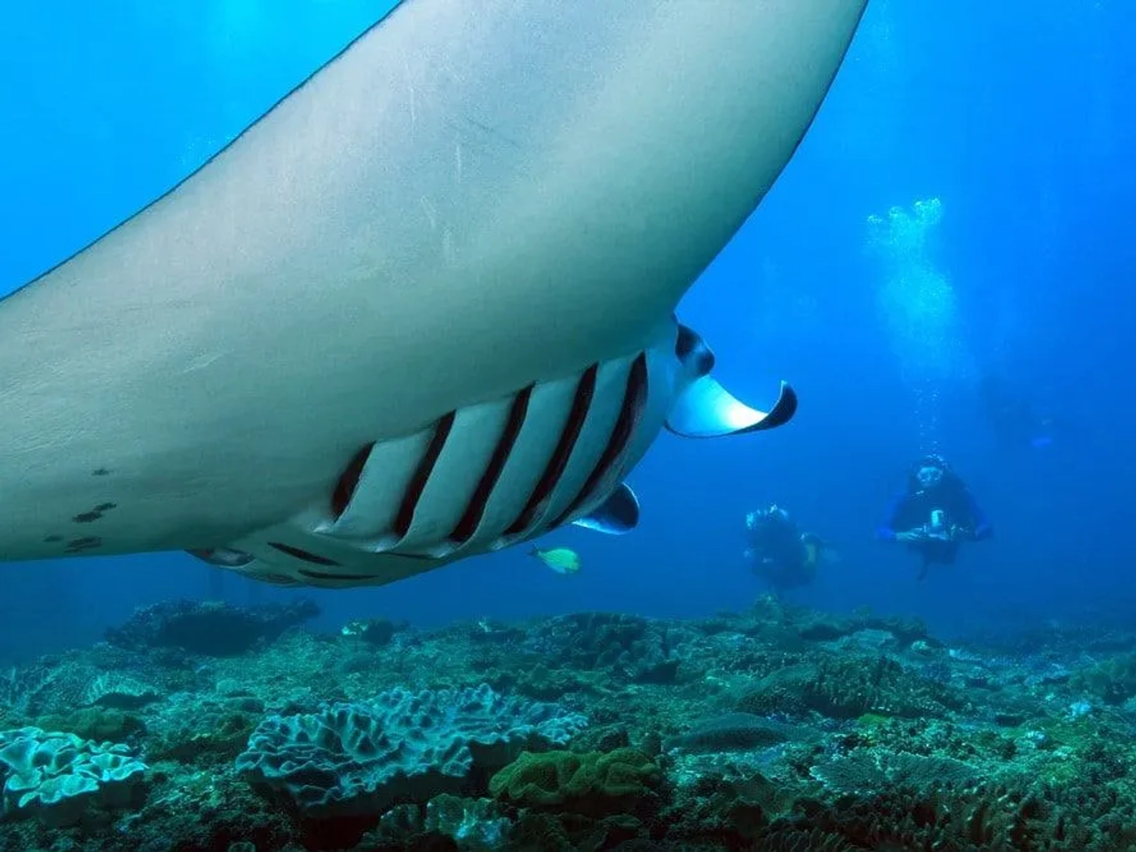 bucear en Indonesia con mantas y rayas