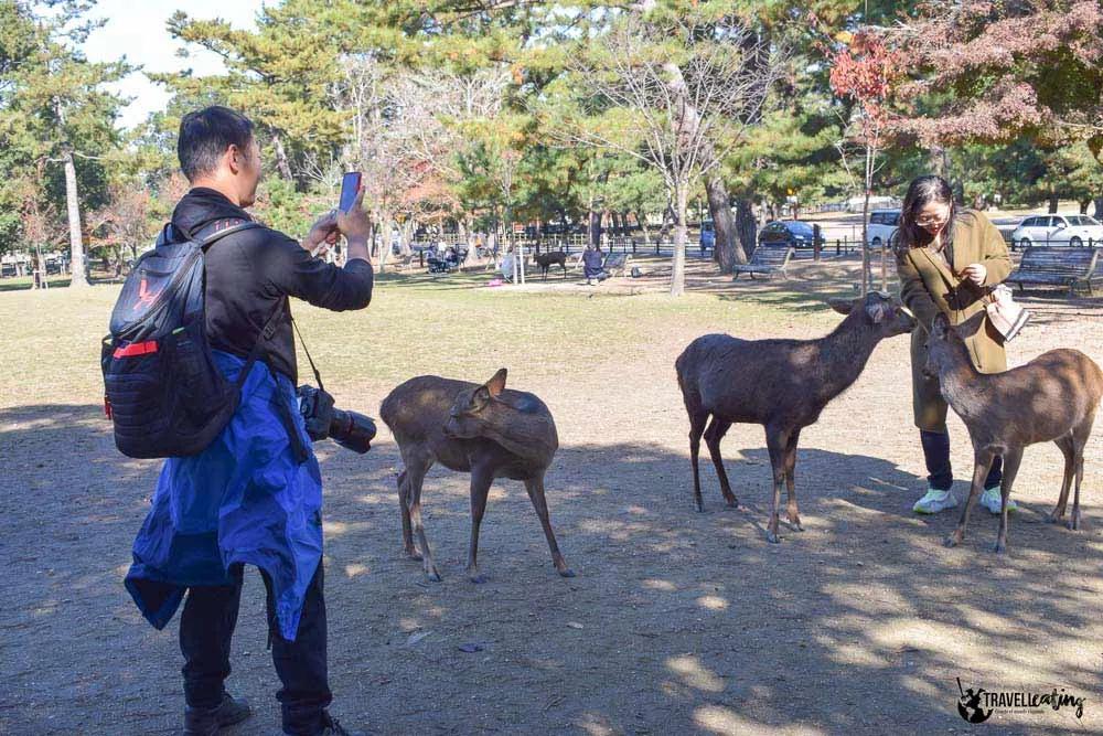 alimentar ciervos en Nara ¿Es responsable?