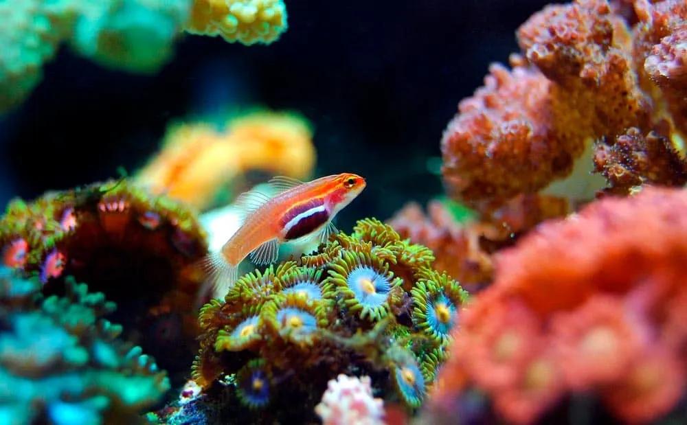 snorkel en el Mar Rojo