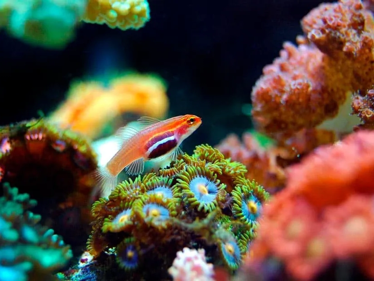 snorkel en el Mar Rojo