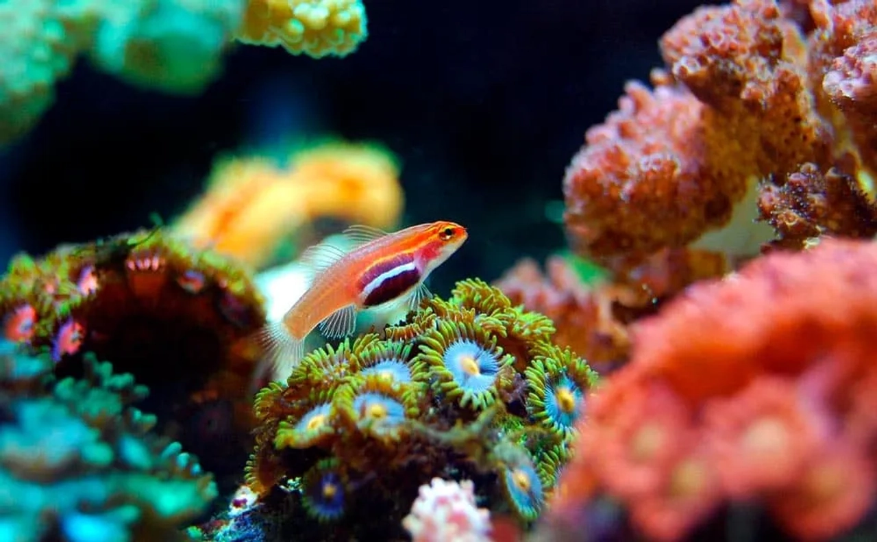 snorkel en el Mar Rojo