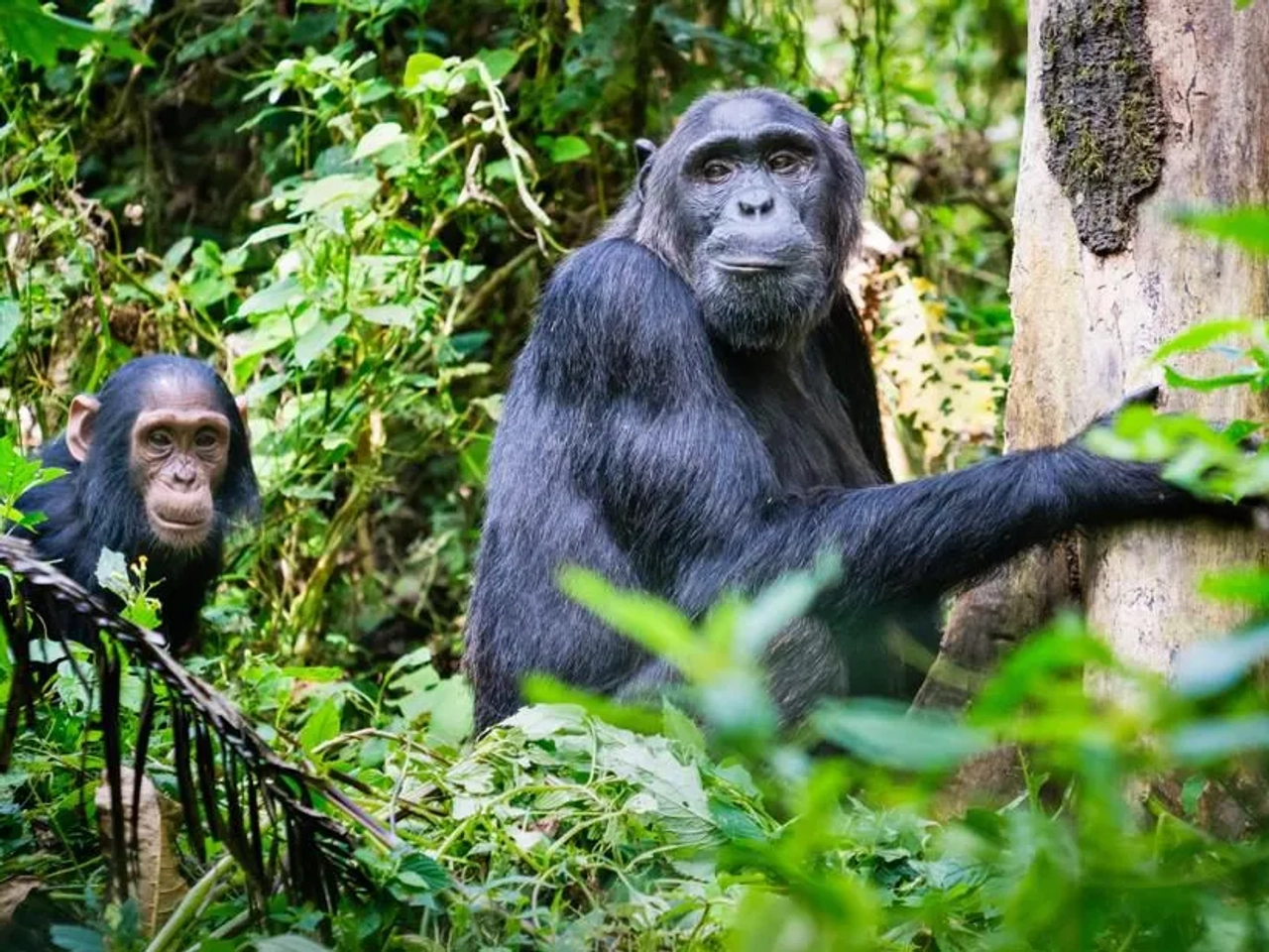 Chimpancés en Budongo o Kibale, Uganda