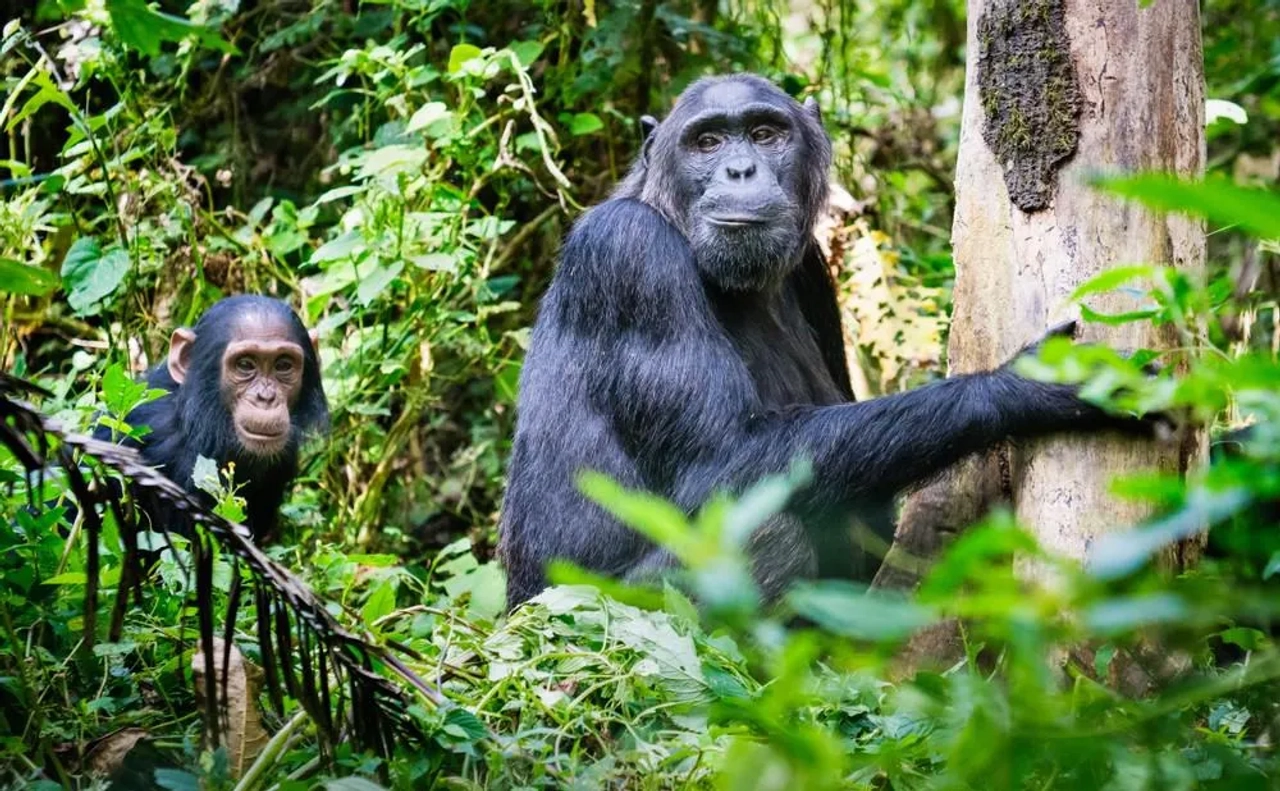 Chimpancés en Budongo o Kibale, Uganda