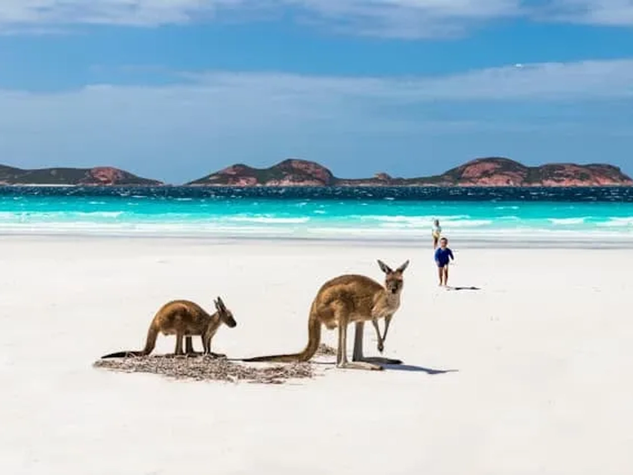kangaroos na praia na australia ocidental