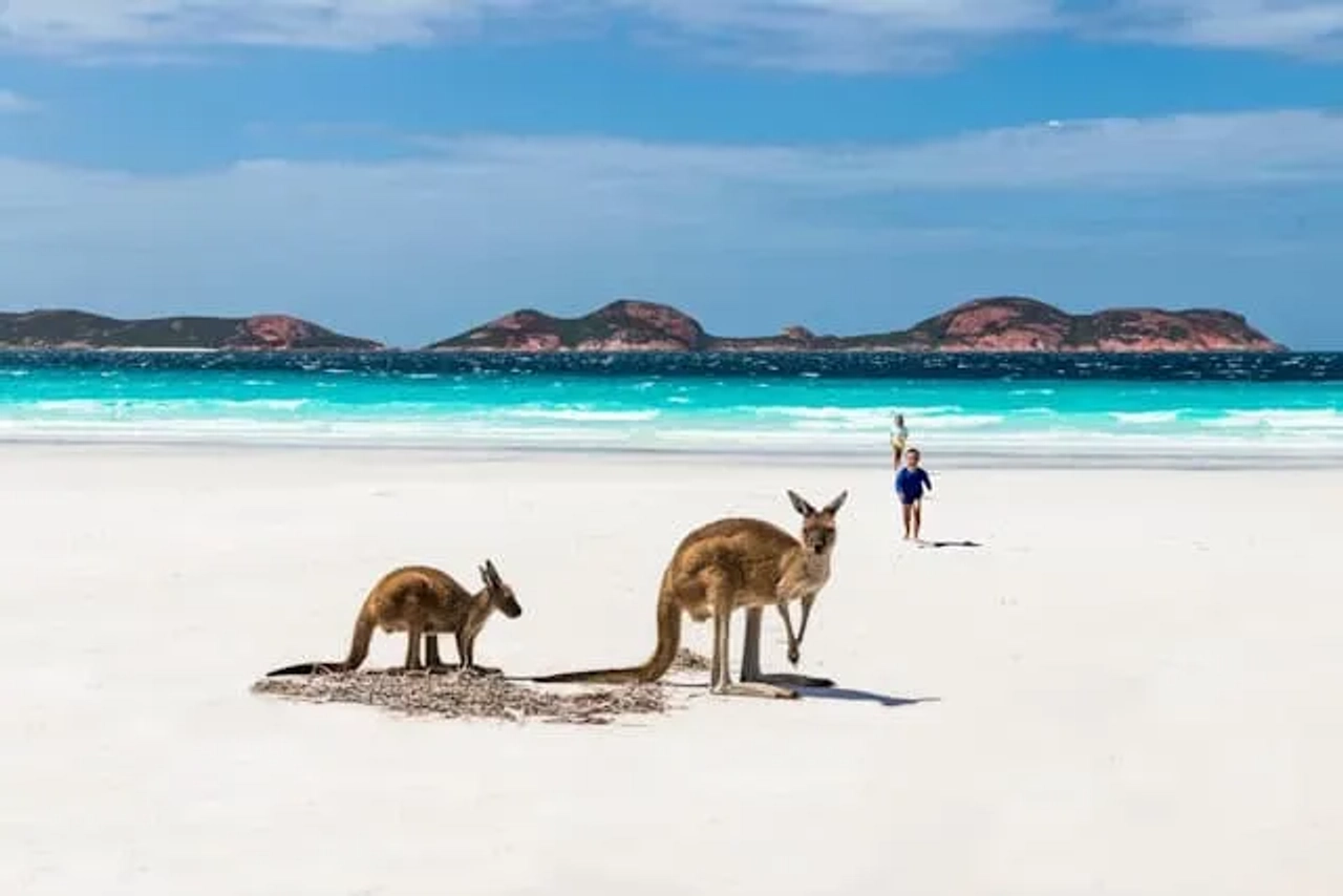 kangaroos na praia na australia ocidental