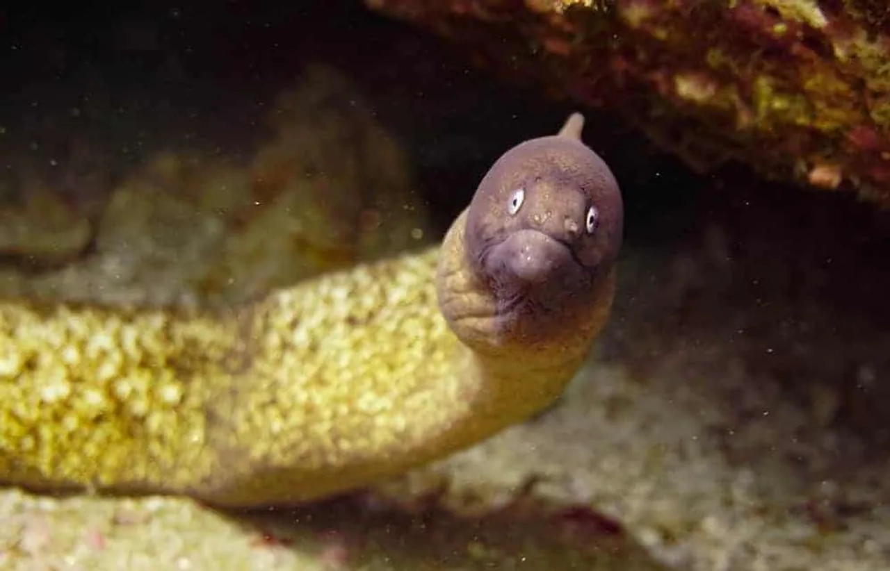 profundezas do mar
