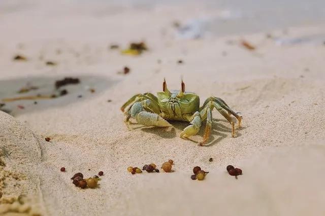 green crab in the sand in zanzibar