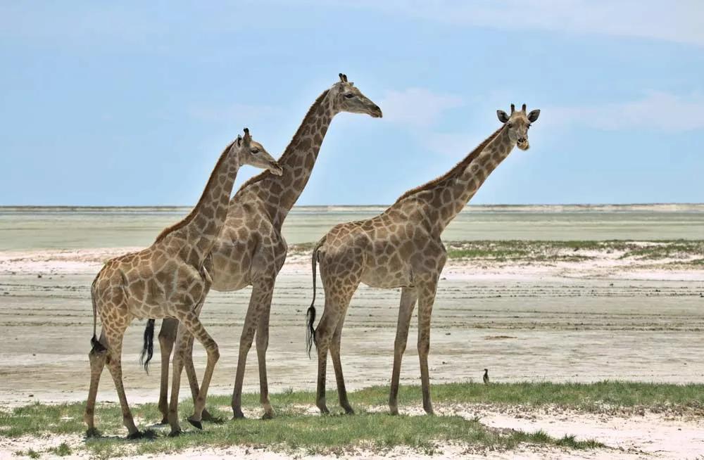 jirafas en Etosha