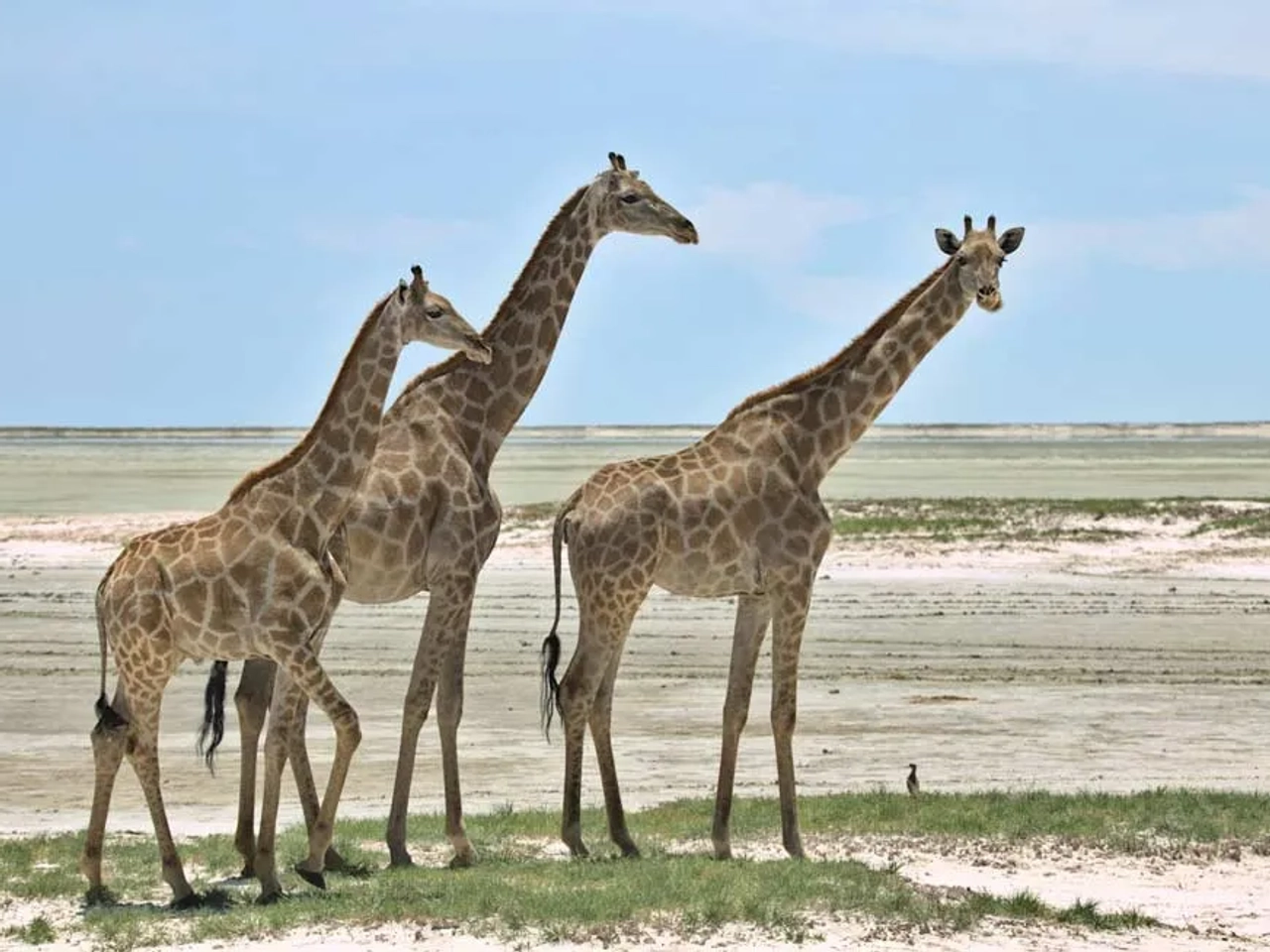 jirafas en Etosha
