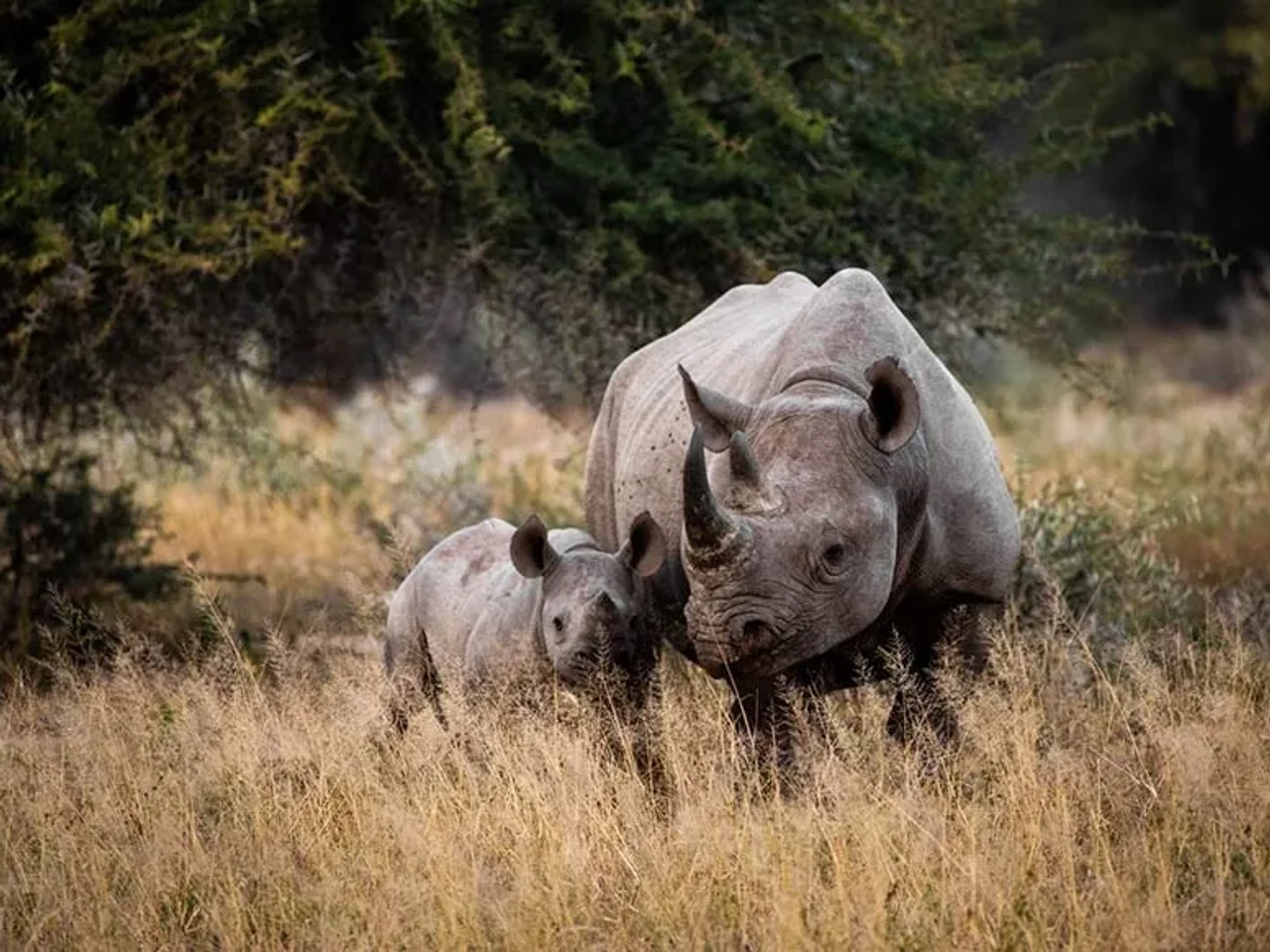 el mejor seguro para viajar a Sudáfrica