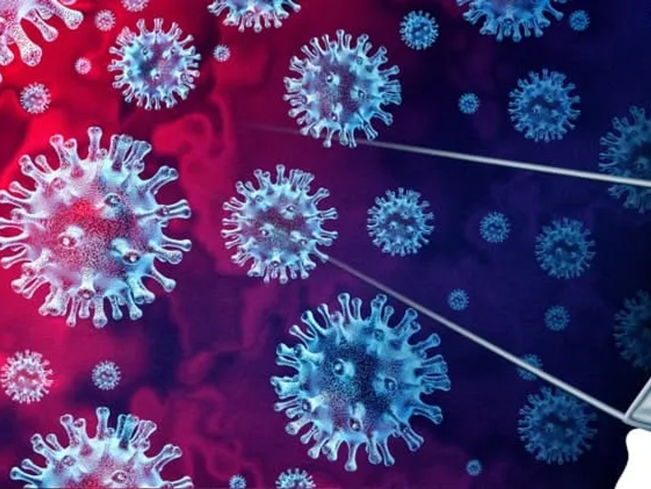 coronavirus felino y canino