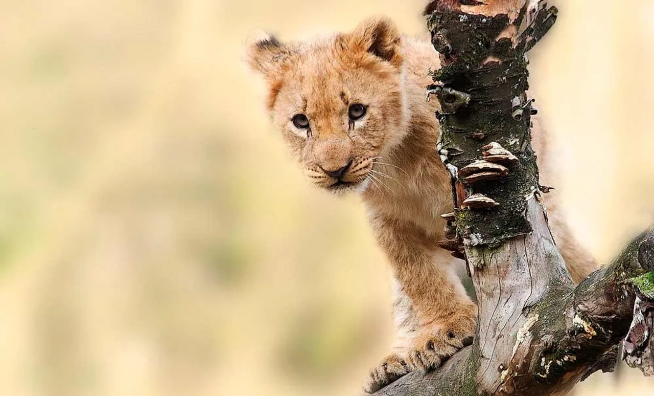 Es seguro viajar a Tanzania