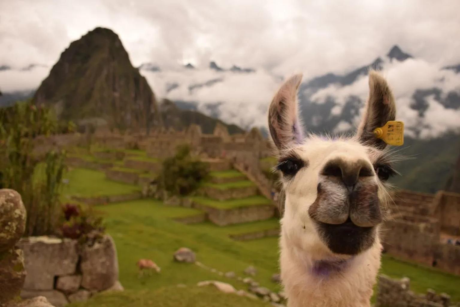 Llama en primer plano con Machu Picchu y montañas de fondo.