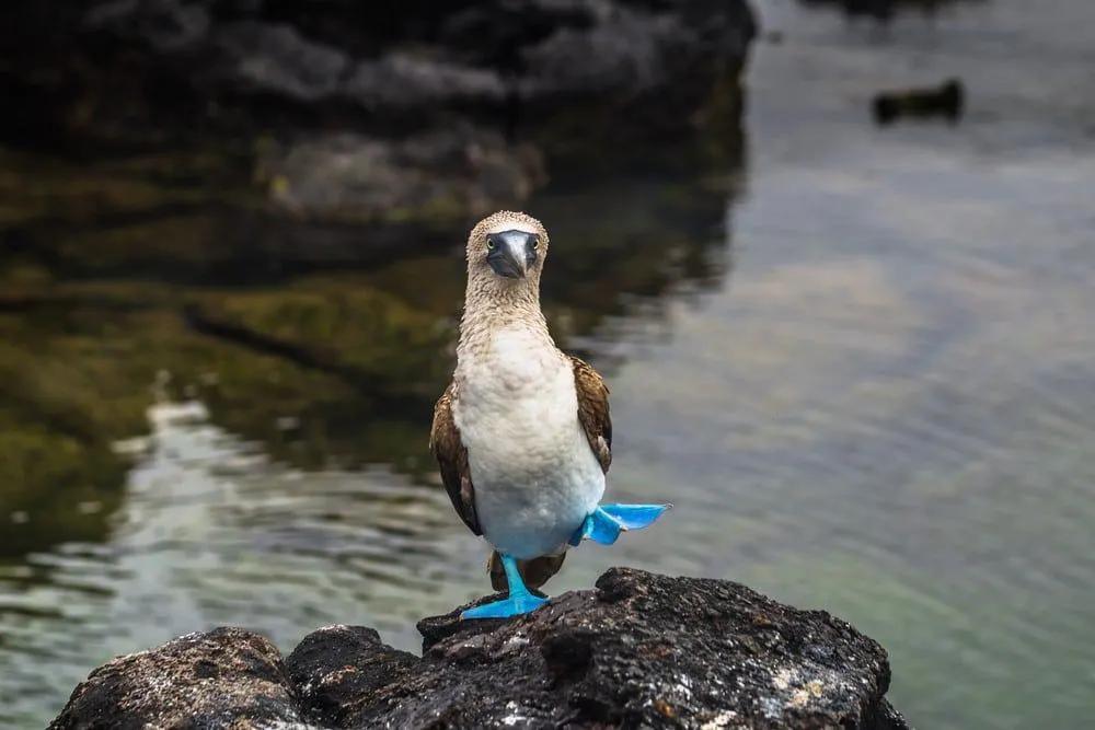 piqueros de patas azules de Islas Galápagos