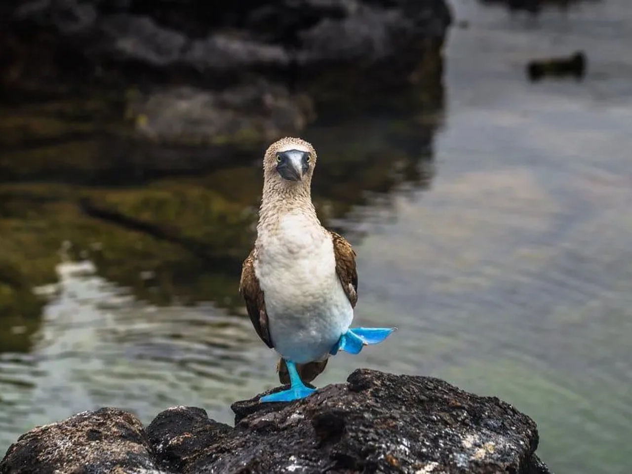 piqueros de patas azules de Islas Galápagos