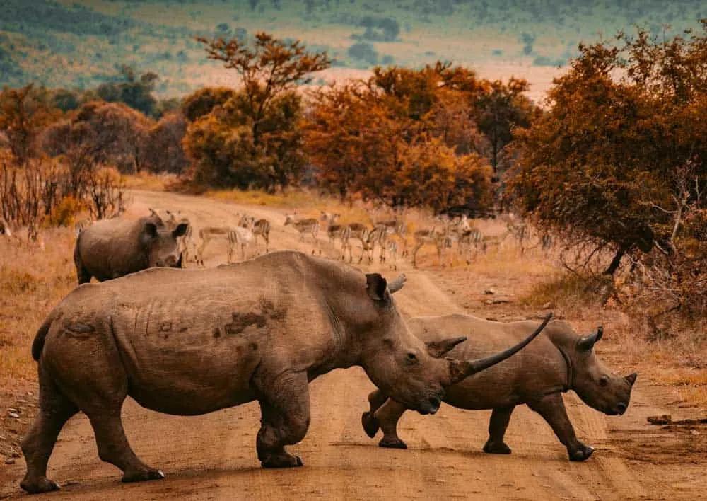 información práctica para un viaje por Sudáfrica