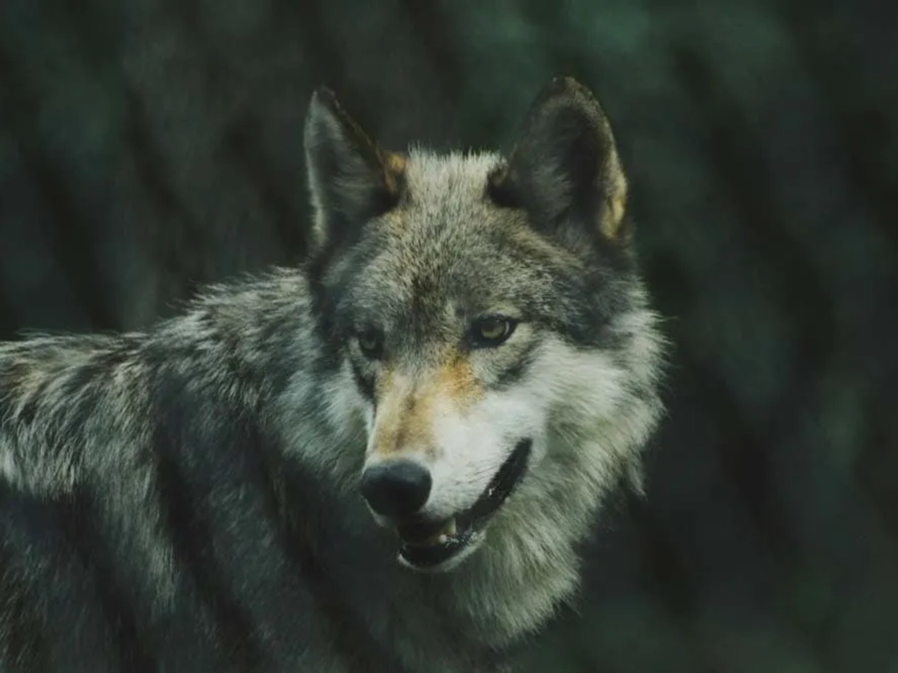 Sierra de la Demanda y el lobo ibérico
