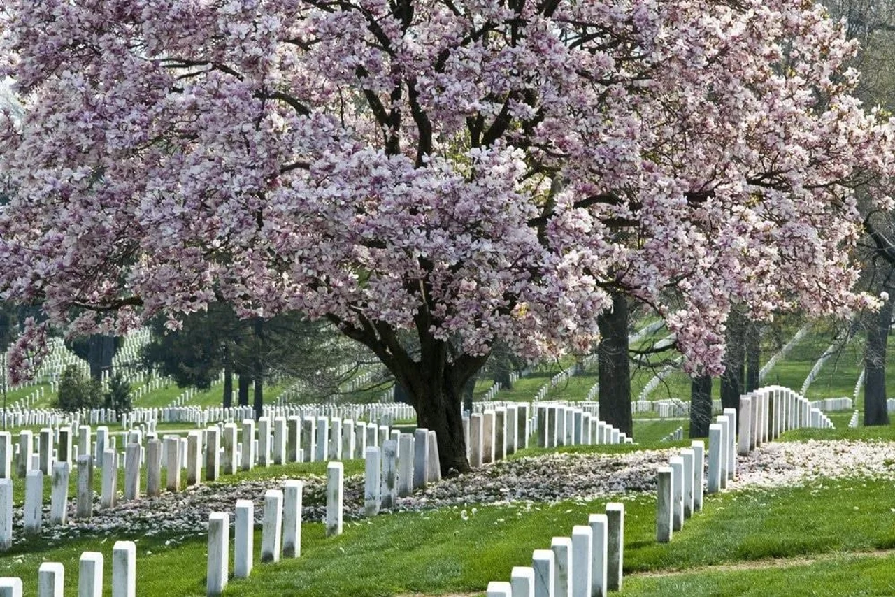 Cementerio de Arlington