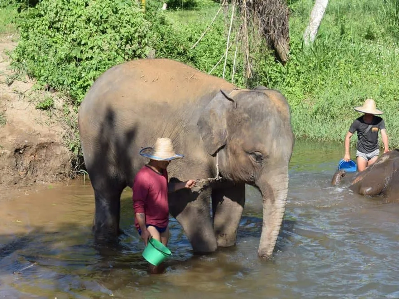 cuidador junto de elefante na Tailândia