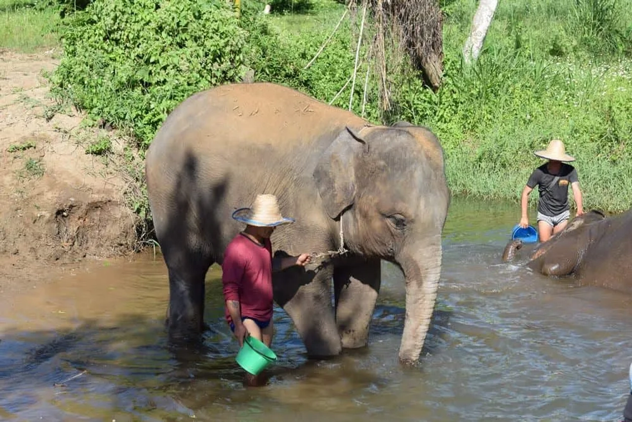 cuidador junto de elefante na Tailândia