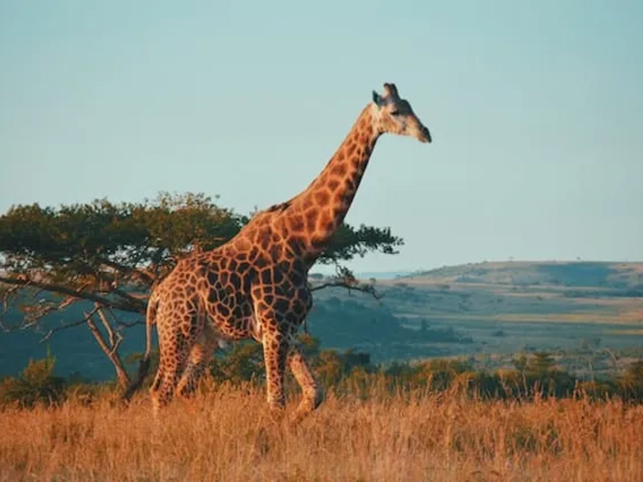 girafa num safari na africa do sul