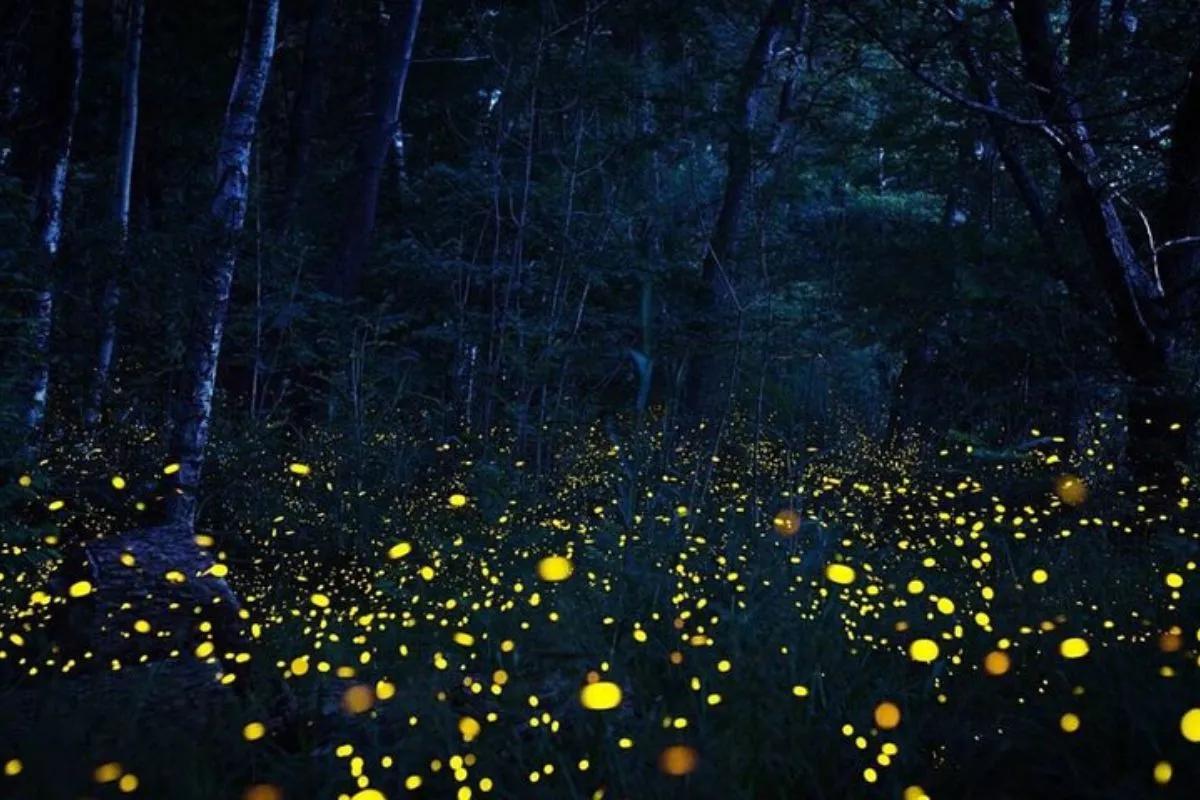 Luciérnagas en México