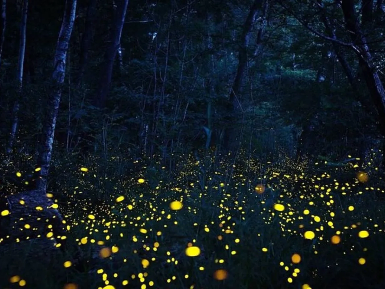 Luciérnagas en México