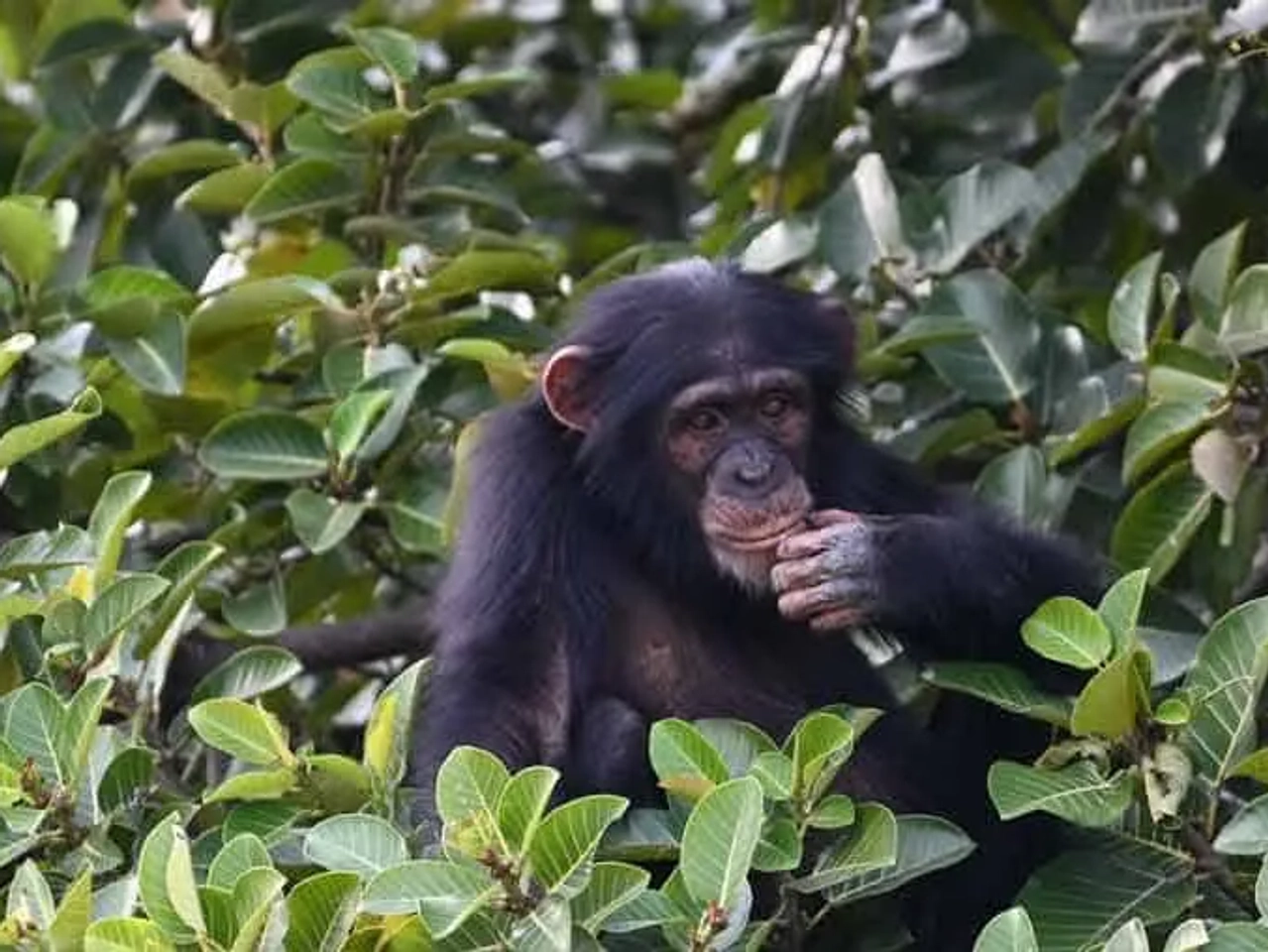 mejor seguro de viaje a Gambia