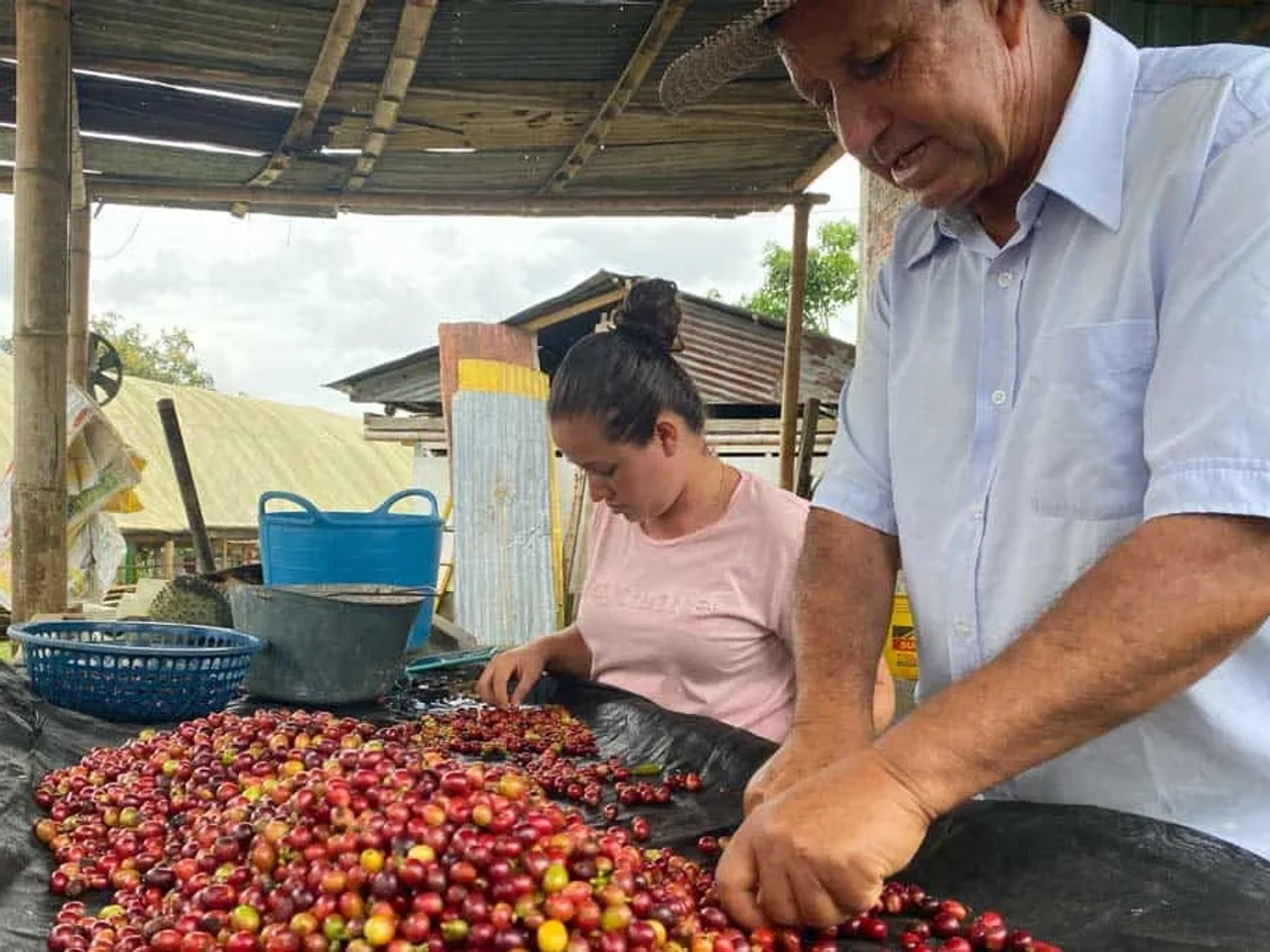 visitar una hacienda cafetera en el Eje Cafetero