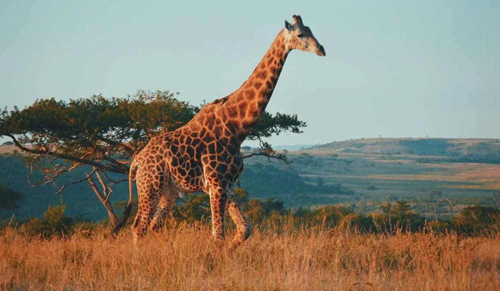 seguro de viaje a Sudáfrica