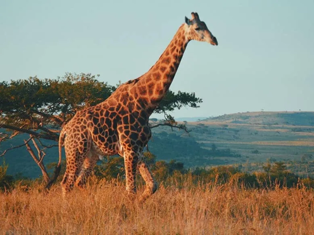 seguro de viaje a Sudáfrica